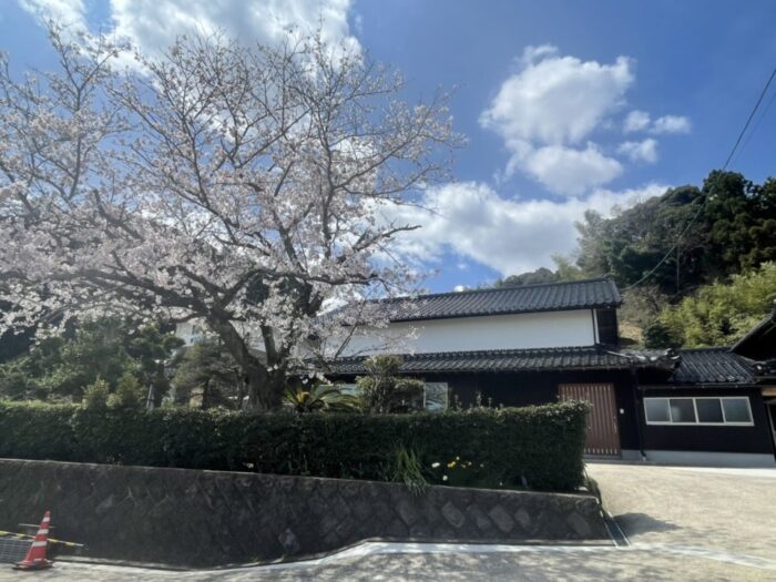 出雲市N様邸の桜が綺麗です